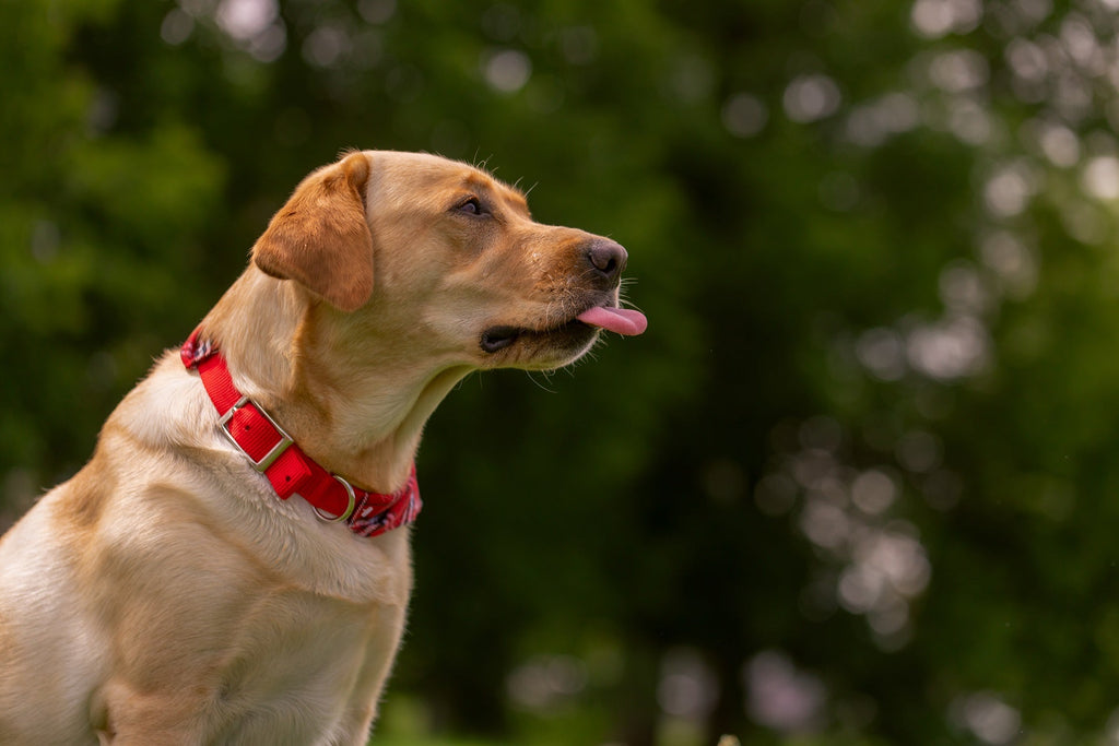 How to Choose the Perfect Collar for Your Dog - Pawfect Nation