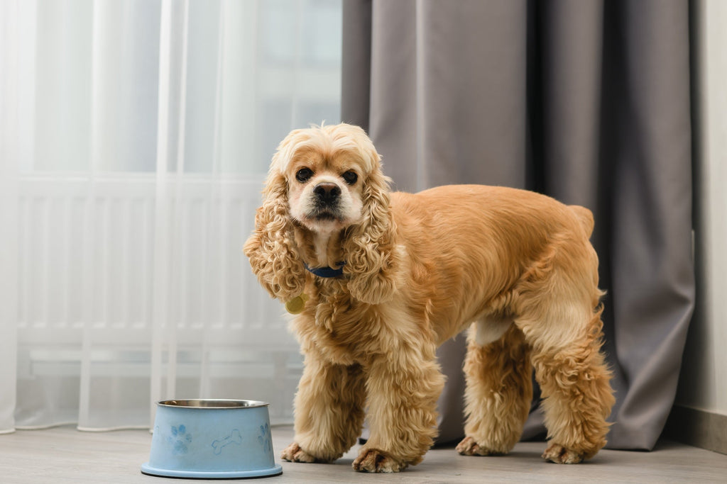 The Benefits of Raw Feeding for Dogs - Pawfect Nation