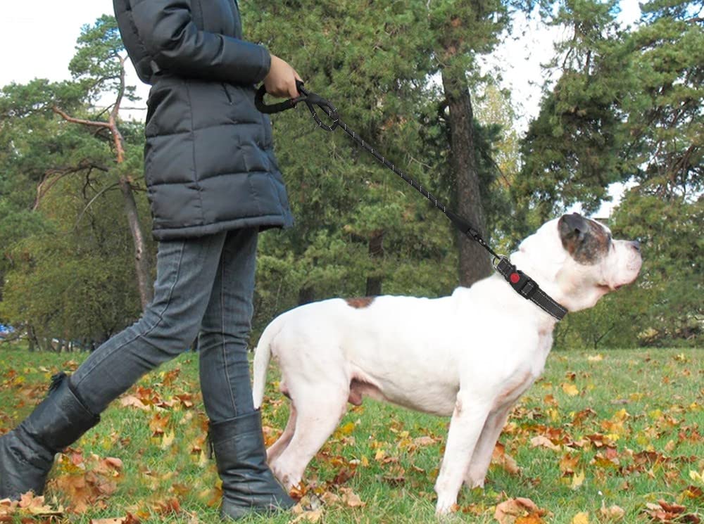 Elastic Hands-Free Dog Leash - Pawfect Nation